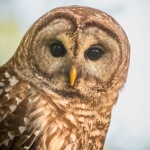 Barred Owl