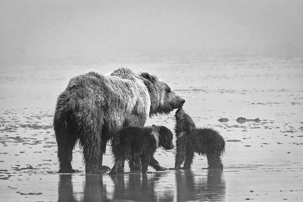 Bear Family in the Fog