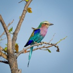 Lilac Breasted Roller from Botswana
