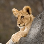 Lion Cub