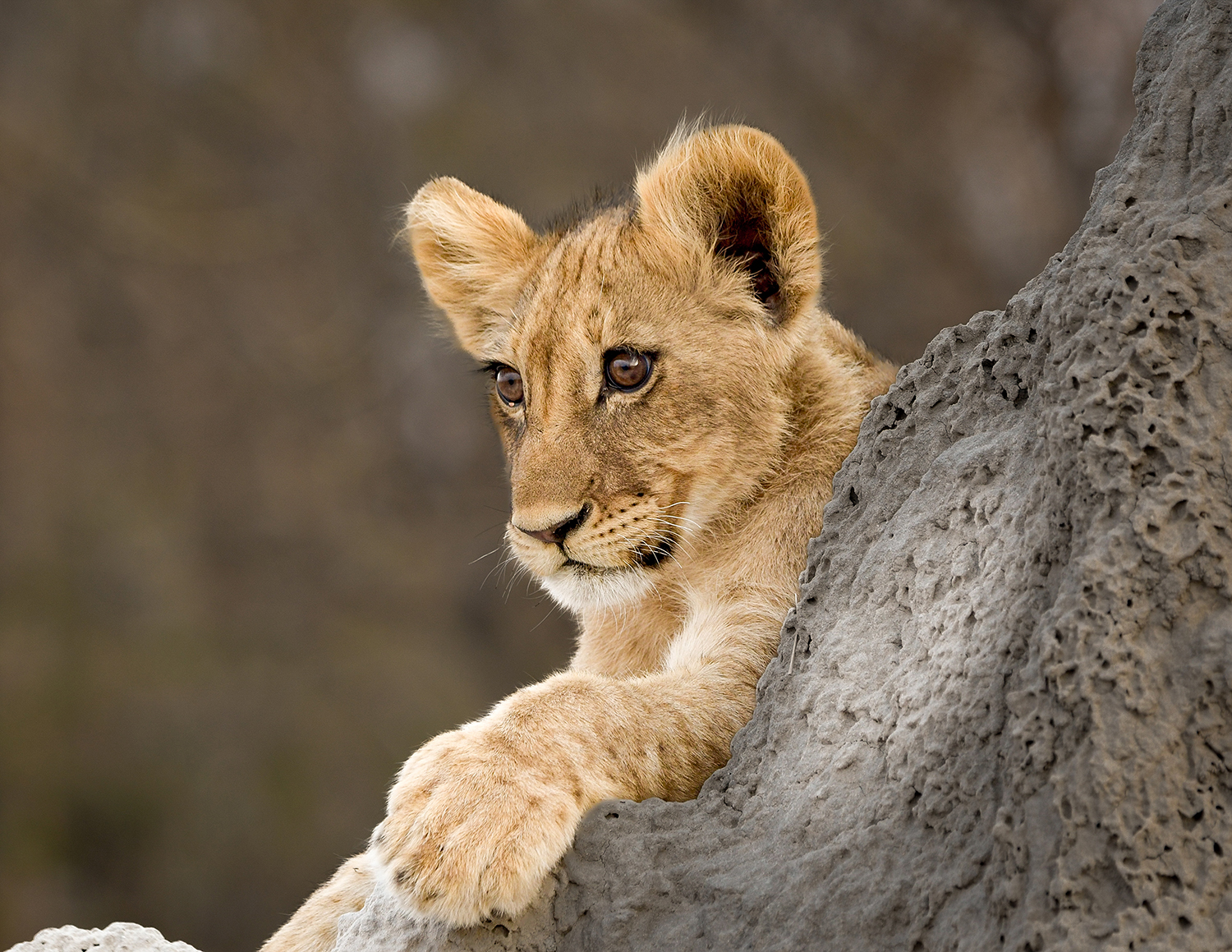 Photo of the Month – February 2026 Co-Winner